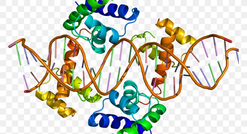 Genetic Testing Huntington's Disease Genetics, PNG, 800x445px, Genetic Testing, Albinism, Area, Disease, Erythema Download Free