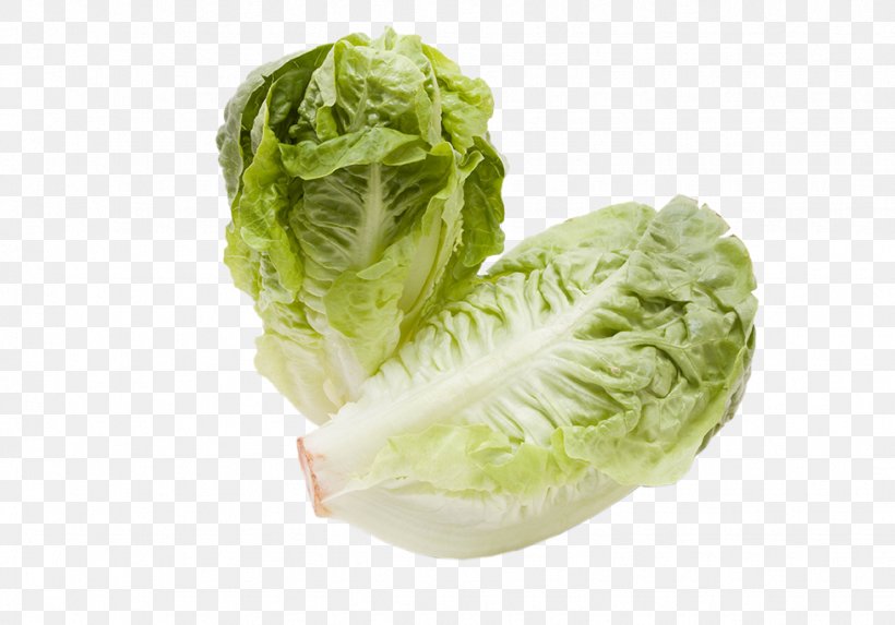 Romaine Lettuce Vegetable Iceberg Lettuce Curled Endive Stock Photography, PNG, 976x683px, Romaine Lettuce, Cabbage, Can Stock Photo, Corn Salad, Cruciferous Vegetables Download Free