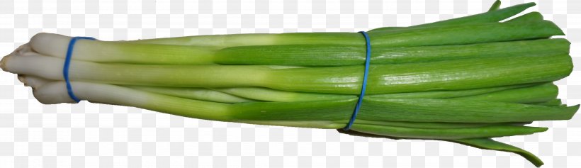 Scallion Wikimedia Commons, PNG, 4536x1312px, Scallion, Allium, Commodity, Creative Commons, Creative Commons License Download Free