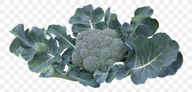 Broccoli Collard Greens Vegetable, PNG, 2189x1052px, Broccoli, Collard Greens, Kale, Leaf, Leaf Vegetable Download Free