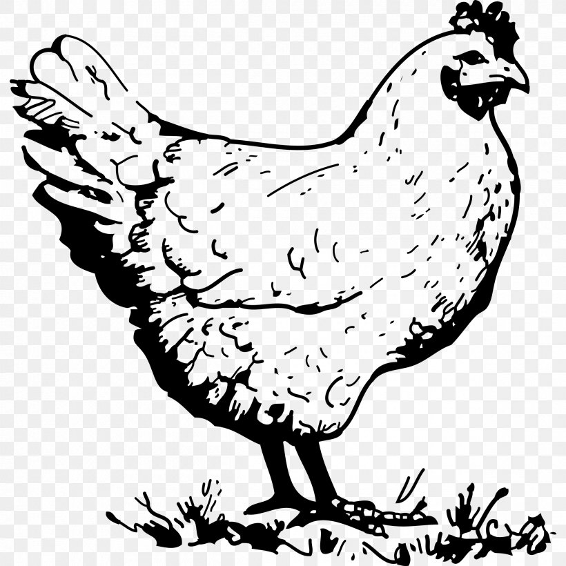 Chicken Hen Drawing Clip Art, PNG, 2400x2400px, Chicken, Art, Artwork, Beak, Bird Download Free