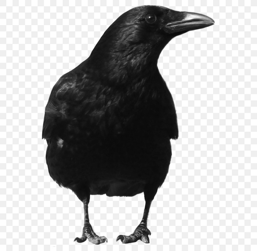 Common Raven, PNG, 600x800px, American Crow, Beak, Bird, Black And White, Common Raven Download Free