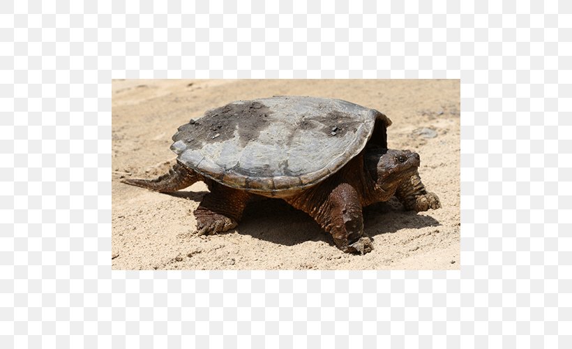 Common Snapping Turtle Box Turtles Tortoise Terrestrial Animal, PNG, 500x500px, Common Snapping Turtle, Animal, Box Turtle, Box Turtles, Chelydridae Download Free
