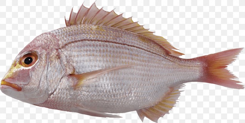 Red Seabream Clip Art Fish Image, PNG, 850x428px, Red Seabream, Animal Source Foods, Fauna, Fish, Fish Products Download Free