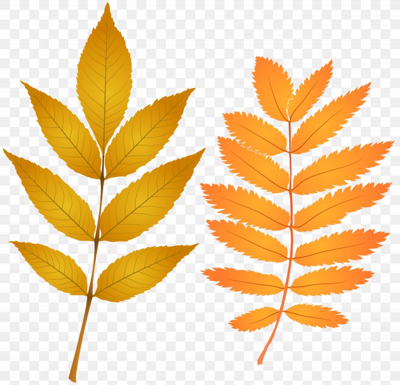 Autumn Leaf Color Clip Art, PNG, 8000x7705px, Leaf, Art, Art Museum, Autumn, Autumn Leaf Color Download Free