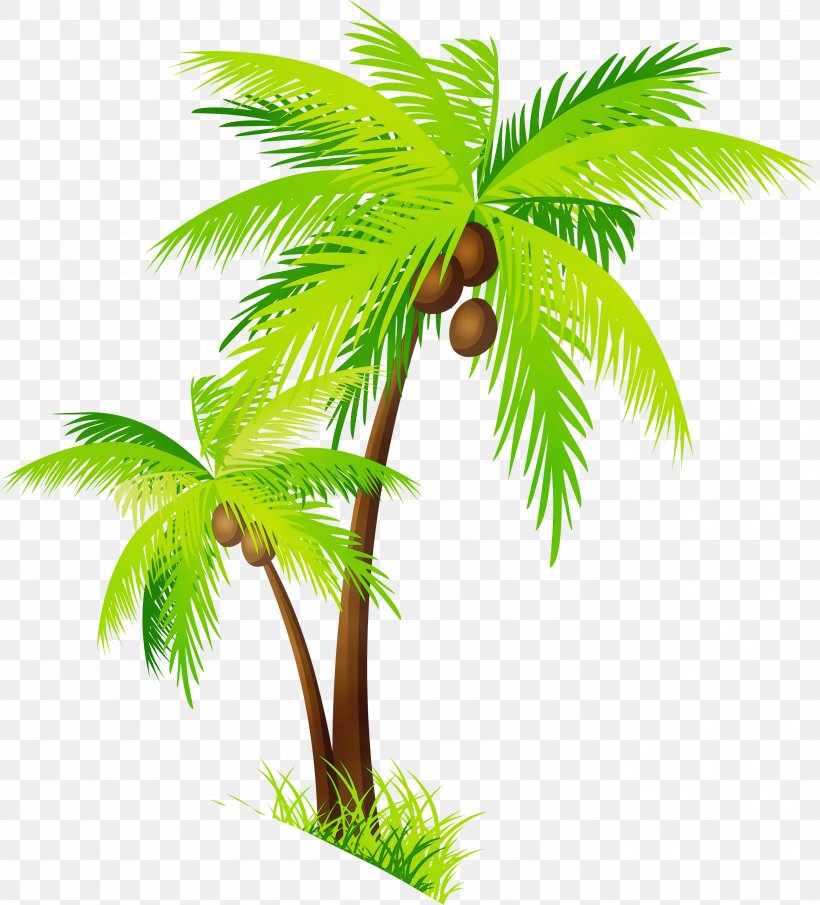 Clip Art Coconut Palm Trees Transparency, PNG, 2717x3000px, Coconut, Arecales, Coconut Oil, Drawing, Elaeis Download Free