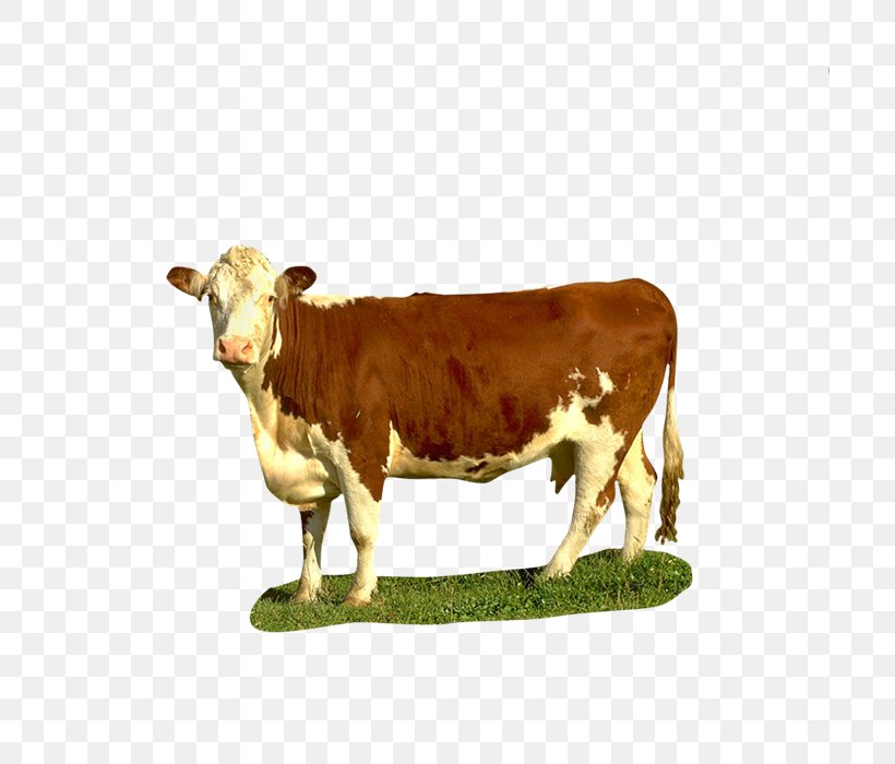 Dairy Cattle Texas Longhorn Beef Cattle Calf Goat, PNG, 700x700px, Dairy Cattle, Baka, Beef, Beef Cattle, Calf Download Free