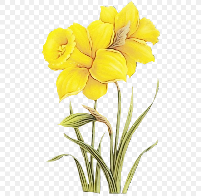 Flower Plant Yellow Petal Cut Flowers, PNG, 800x800px, Watercolor, Amaryllis Belladonna, Common Evening Primrose, Cut Flowers, Evening Primrose Download Free