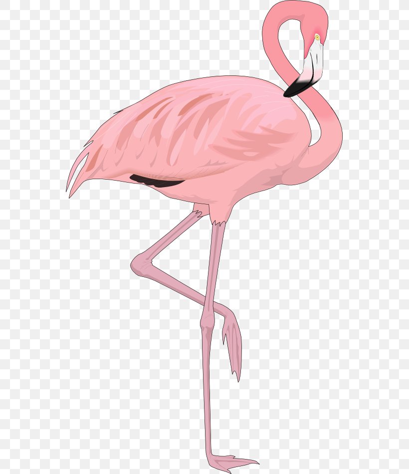 Flamingo Free Content Clip Art, PNG, 555x950px, Flamingo, Beak, Bird, Blog, Drawing Download Free