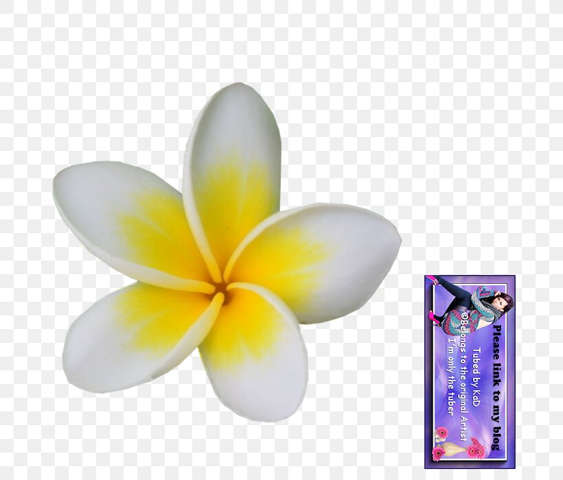 Flower Petal Plant, PNG, 700x700px, Flower, Petal, Plant Download Free