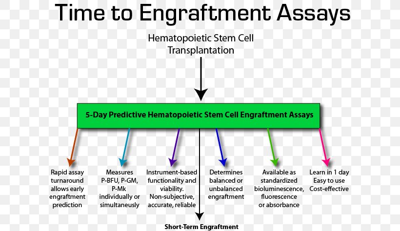 Hematopoietic Stem Cell Transplantation Neutrophil Platelet, PNG, 618x474px, Neutrophil, Area, Assay, Blood, Blood Cell Download Free