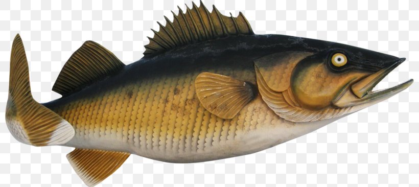 Perch Fish Products Marine Biology, PNG, 800x366px, Perch, Animal Source Foods, Biology, Bony Fish, Creativity Download Free