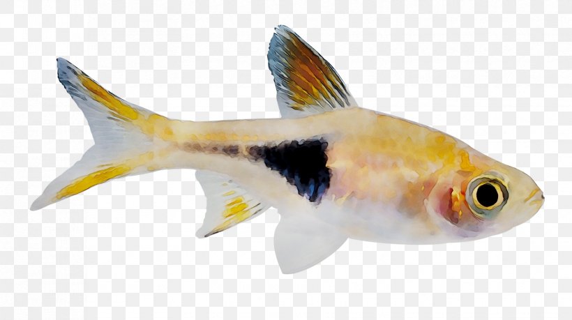 Seluang Fish Trigonostigma La Photo Sous-marine Puntius Goldfish, PNG, 1655x927px, Seluang Fish, Bonyfish, Computer Software, Cyprinidae, Feeder Fish Download Free