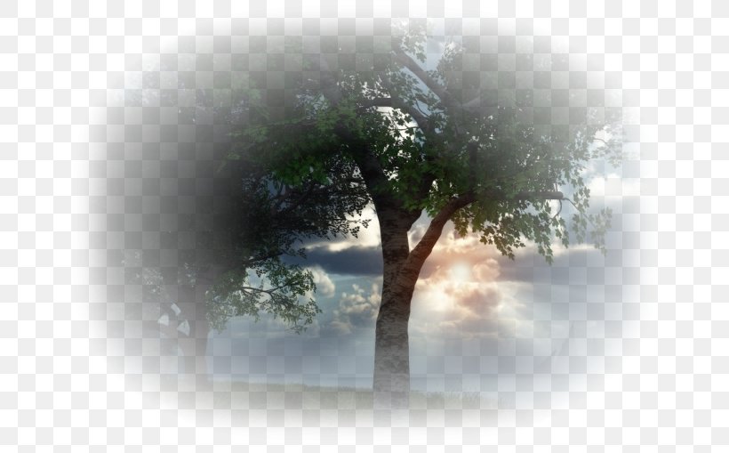 Tree Desktop Wallpaper Landscape Sunlight, PNG, 677x509px, Tree, Automne 2017, Autumn, Blog, Com Download Free