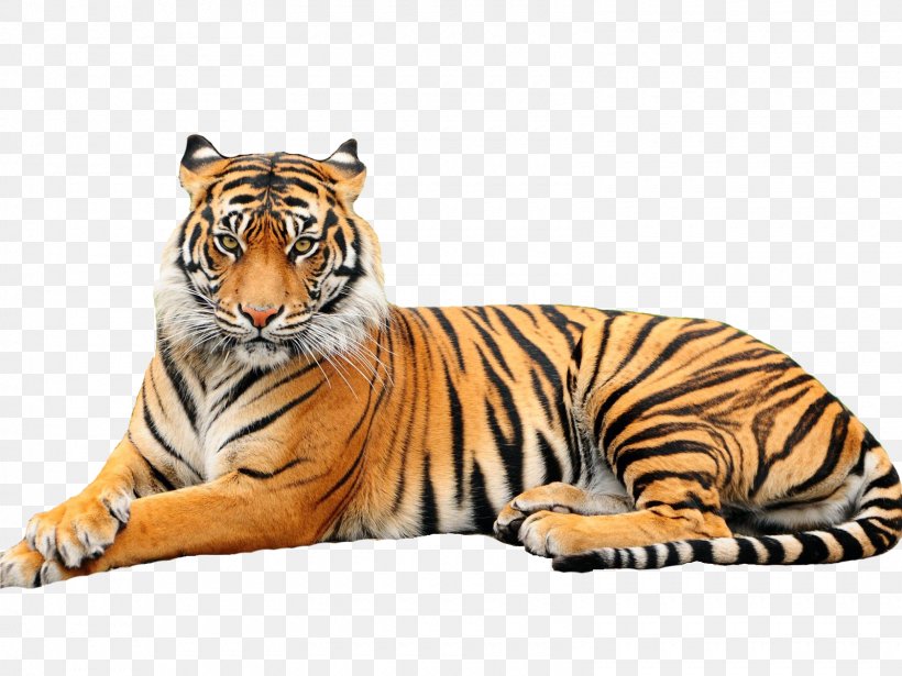 White Tiger Black Tiger Bengal Tiger Zoo Animal, PNG, 1600x1200px, White Tiger, Animal, Animal Sanctuary, Bengal Tiger, Big Cats Download Free