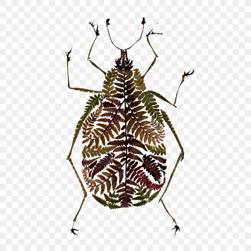 Beetle Fern Leaf Art Illustration, PNG, 1000x1000px, Beetle, Art, Arthropod, Artist, Botanical Illustration Download Free