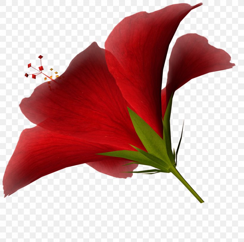 Image Resolution Display Resolution Clip Art, PNG, 1153x1142px, Image Resolution, Amaryllis Belladonna, Blog, Close Up, Cut Flowers Download Free
