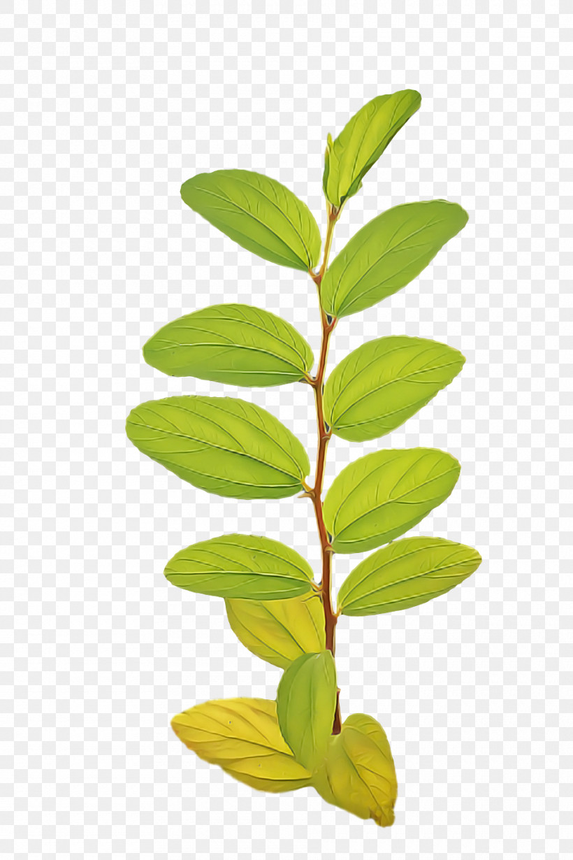 Leaf Plant Stem Tree Branch M-tree, PNG, 960x1440px, Leaf, Biology, Branch, Mtree, Plant Stem Download Free