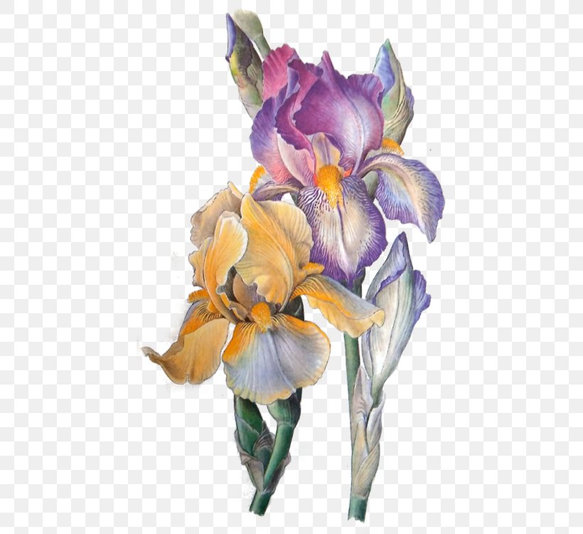 Orris Root Iris Flower Eye Art, PNG, 437x750px, Watercolor, Cartoon, Flower, Frame, Heart Download Free