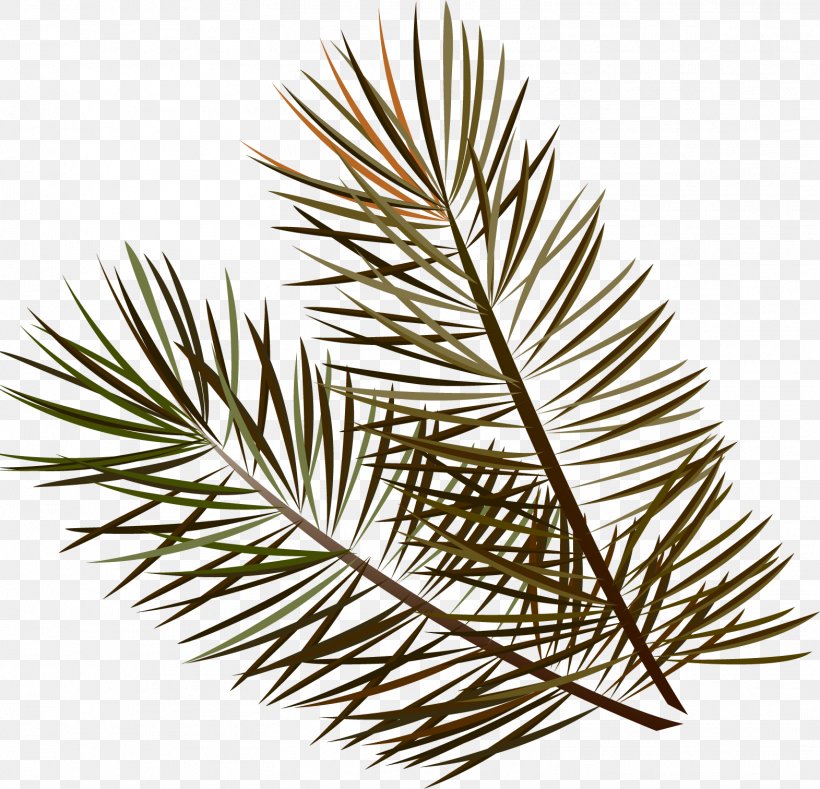 Spruce Twig Grasses Leaf Family, PNG, 1571x1512px, Spruce, Branch, Conifer, Family, Fir Download Free