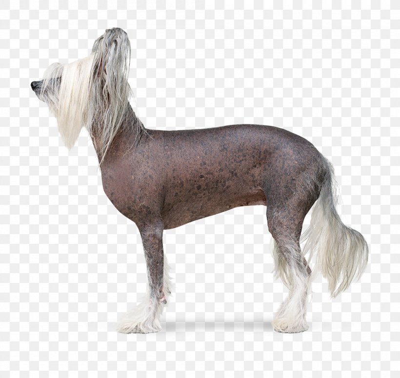 Chinese Crested Dog Peruvian Inca Orchid Companion Dog Dog Breed, PNG, 1000x946px, Chinese Crested Dog, Breed, Carnivoran, Companion Dog, Crossbreed Download Free