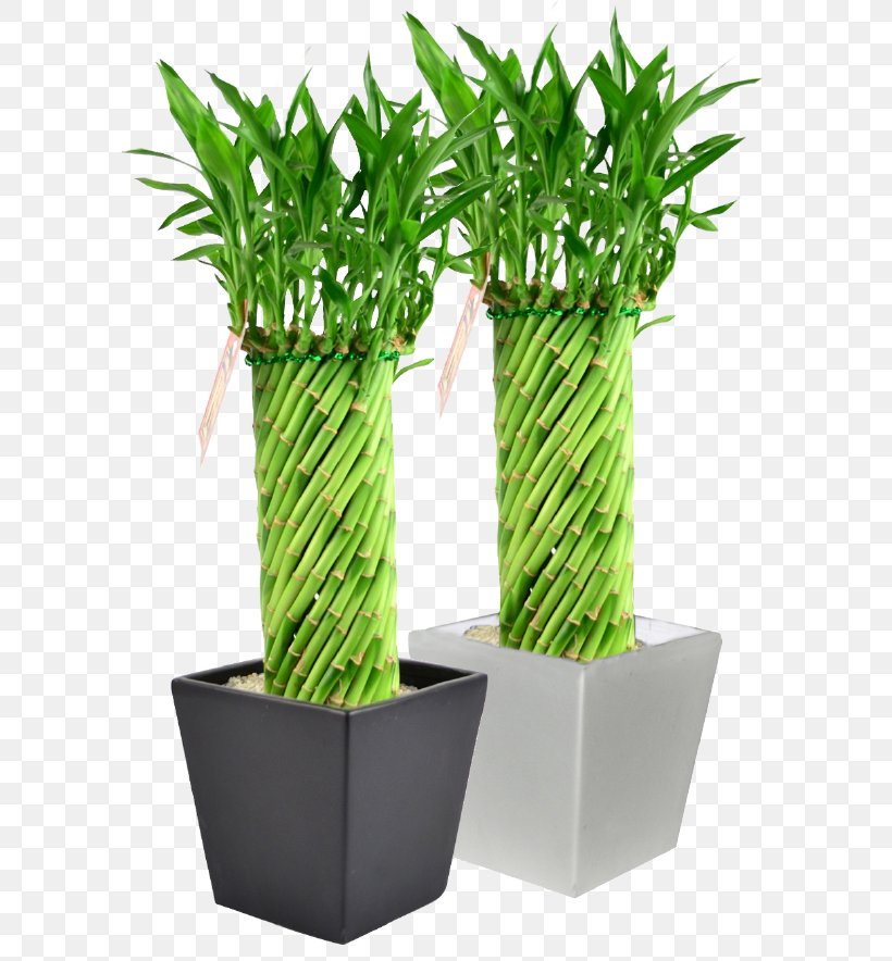 Lucky Bamboo Flowerpot Houseplant, PNG, 600x884px, Bamboo, Animal, Bamboe, Ceramic, Flower Download Free