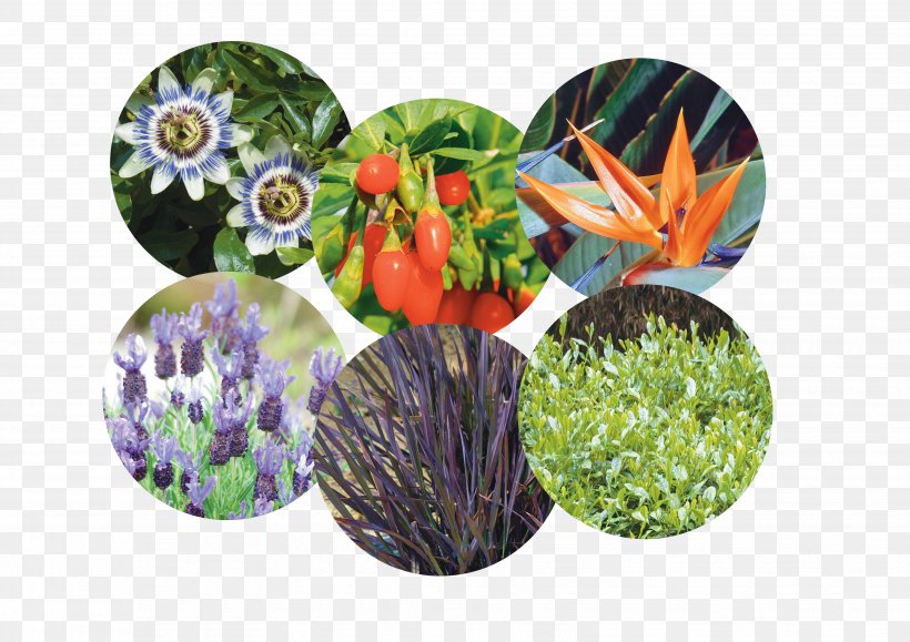 Vilmorin-Mikado Vegetable Horticulture Groupe Limagrain, PNG, 3508x2480px, Vilmorin, Bargli Sabzavotlar, Company, Flowerpot, Grass Download Free