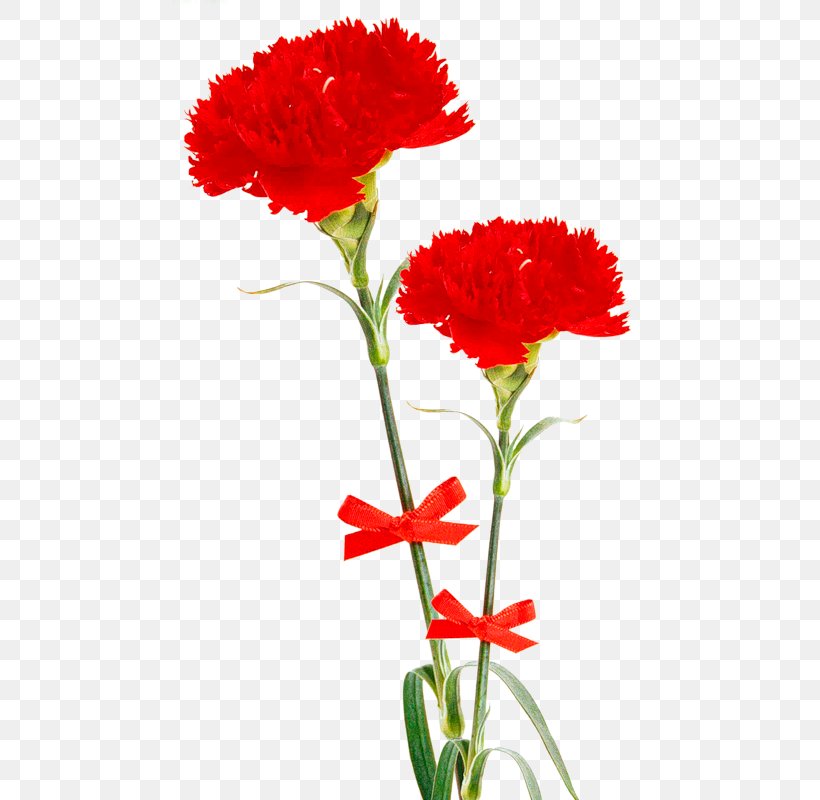 Clip Art Digital Image Carnation Photography, PNG, 474x800px, Digital Image, Annual Plant, Carnation, Clove, Cut Flowers Download Free
