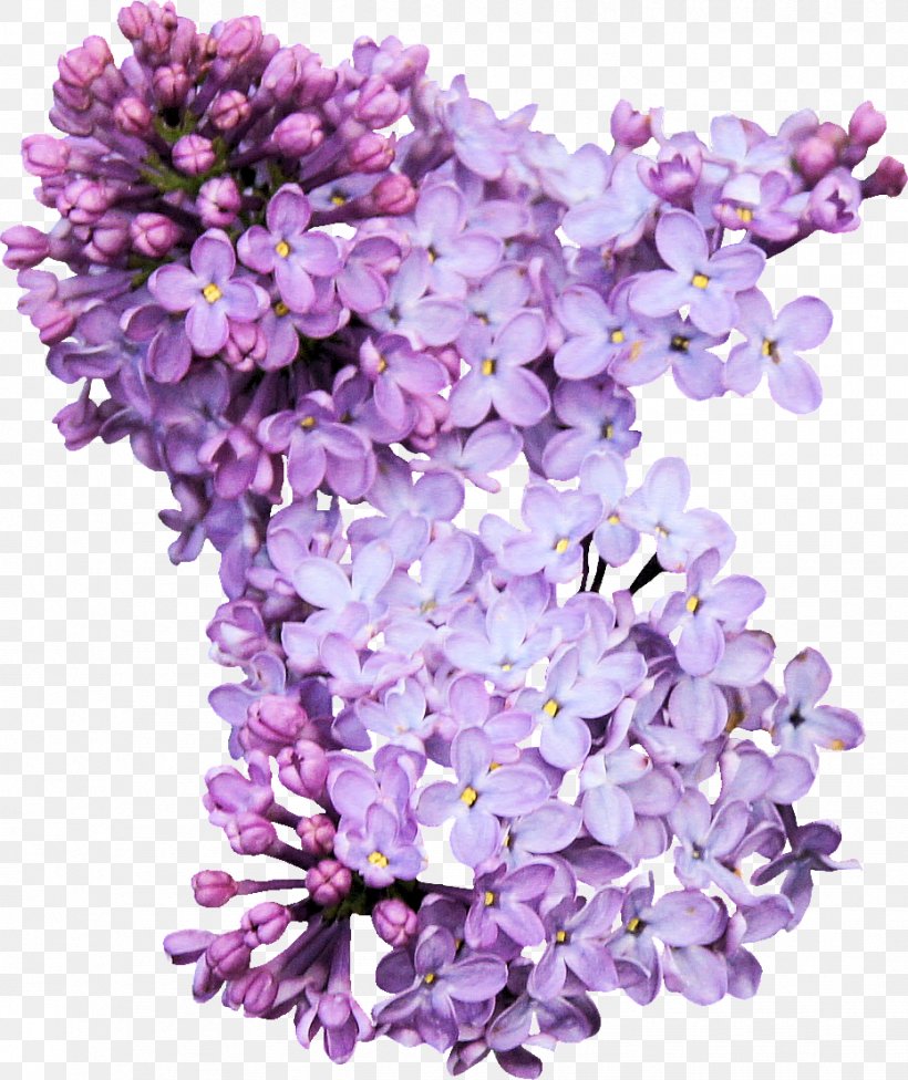Lilac Photography Download, PNG, 931x1109px, Lilac, Cut Flowers, Flower, Flowering Plant, Lavender Download Free