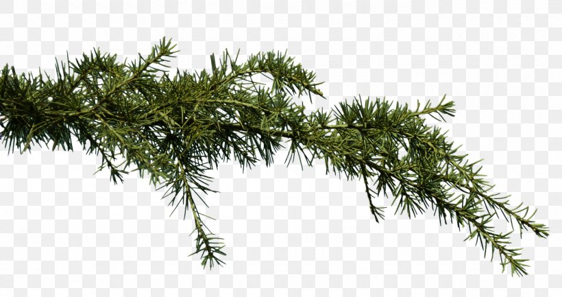 Pine Clip Art Image Branch, PNG, 1280x676px, Pine, Branch, Conifer, Conifer Cone, Conifers Download Free