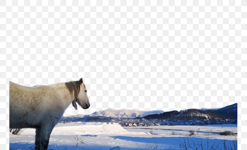 Wildlife Przewalski's Horse Water Arctic Adaptation, PNG, 757x500px, Wildlife, Adaptation, Arctic, Arctic Ocean, Landscape Download Free