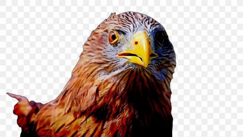 Bird Beak Bird Of Prey Hawk Eagle, PNG, 2668x1500px, Watercolor, Accipitridae, Beak, Bird, Bird Of Prey Download Free