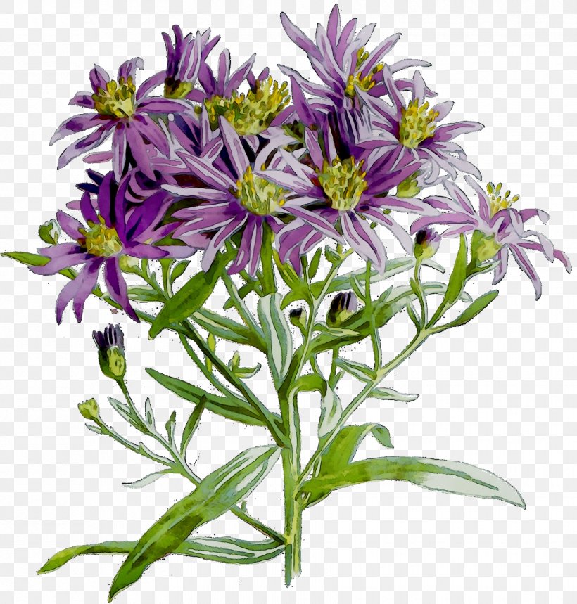 Purple Cut Flowers Annual Plant Plants, PNG, 1755x1839px, Purple, Alpine Aster, Annual Plant, Aster, Cut Flowers Download Free
