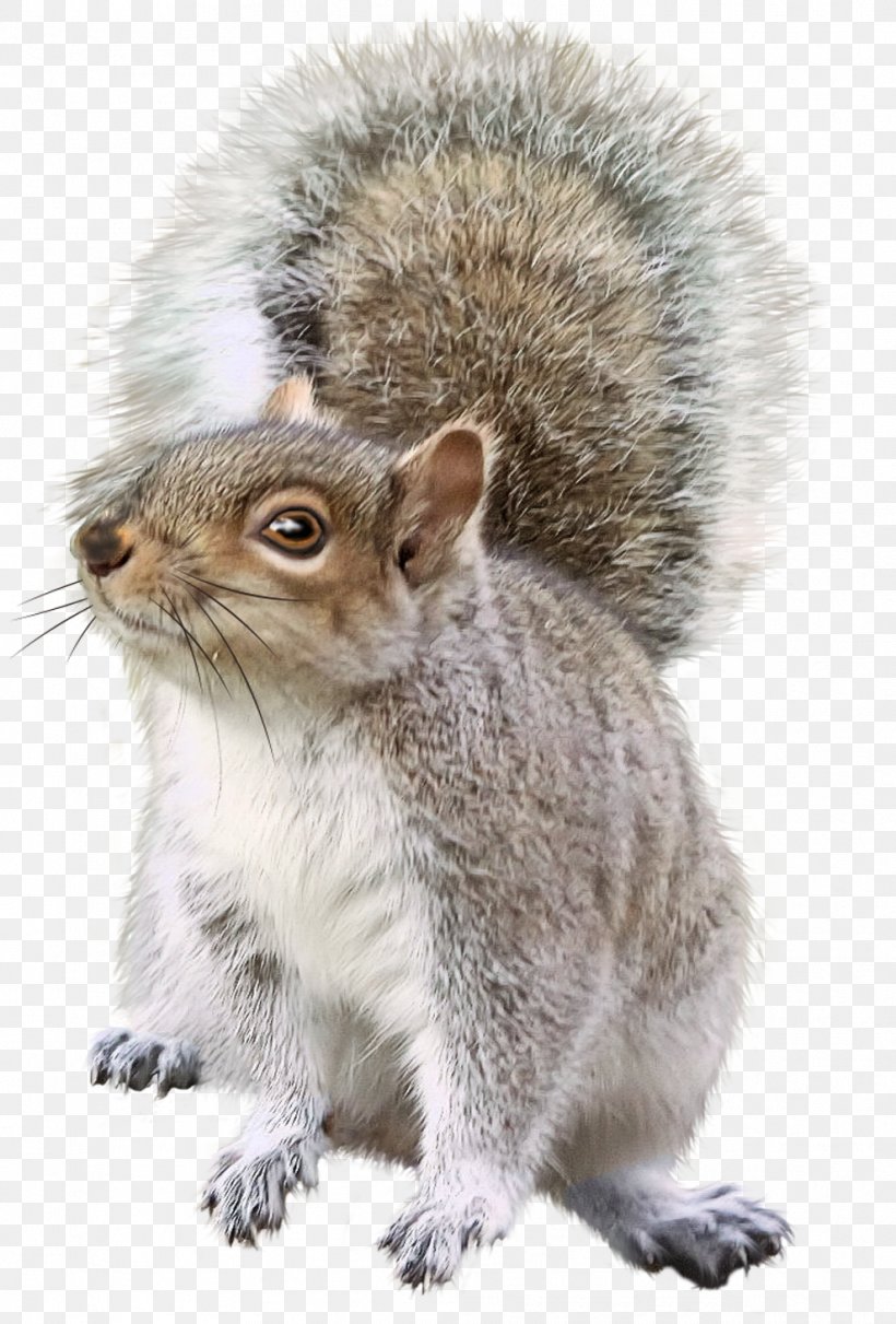 Squirrel Chipmunk Rodent Christmas Decoration, PNG, 989x1461px, Squirrel, Animal, Chipmunk, Christmas, Christmas Decoration Download Free