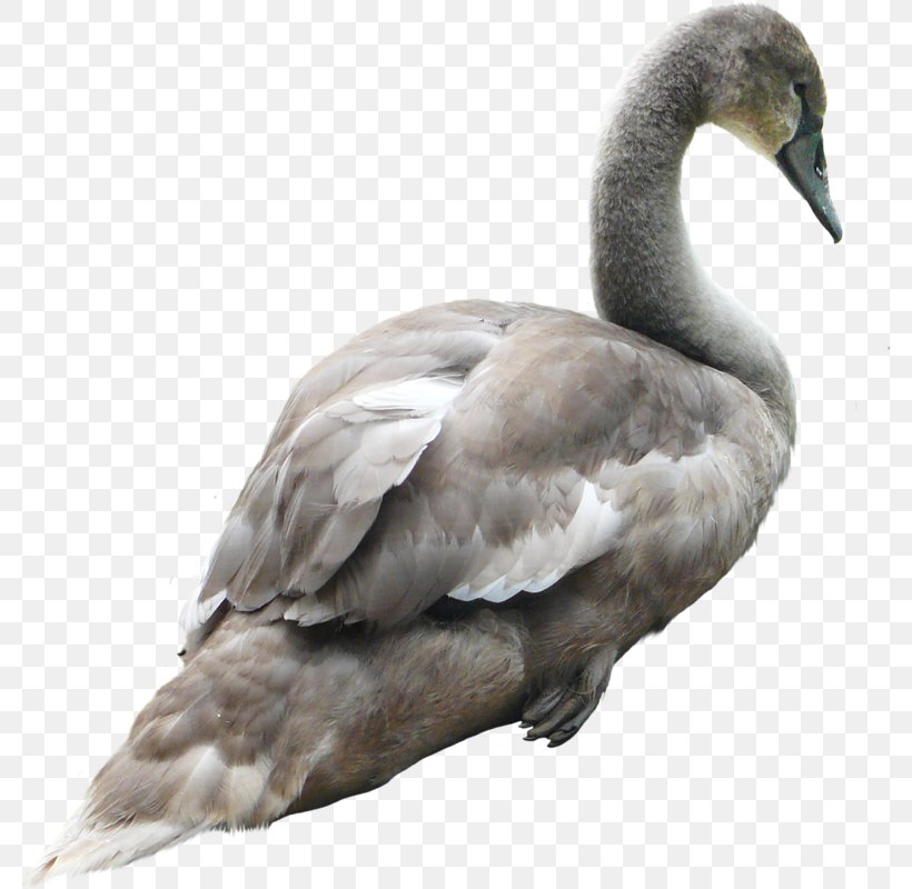 Swan PhotoScape, PNG, 787x800px, Cygnini, Beak, Bird, Duck, Ducks Geese And Swans Download Free
