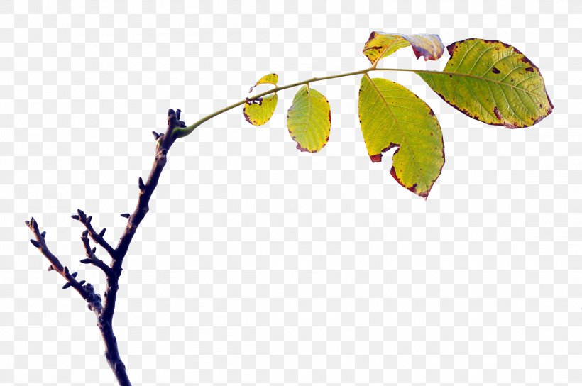 Twig Leaf Computer Wallpaper, PNG, 2294x1524px, Twig, Branch, Computer, Leaf, Plant Download Free