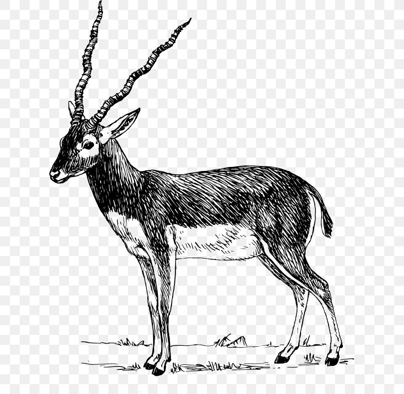 Antelope Pronghorn Impala Gazelle Clip Art, PNG, 619x800px, Antelope, Addax, Antler, Black And White, Blackbuck Download Free