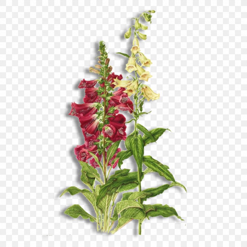 Botany Botanical Illustration Flower Digitalis Purpurea, PNG, 1500x1500px, Botany, Amaranth Family, Annual Plant, Botanical Illustration, Cut Flowers Download Free