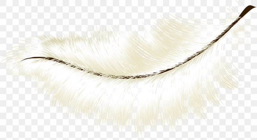 Eyebrow Feather, PNG, 1200x655px, Eyebrow, Eyelash, Feather Download Free