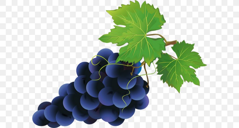 Grape Clip Art, PNG, 600x440px, Grape, Drawing, Flowering Plant, Food, Fotosearch Download Free