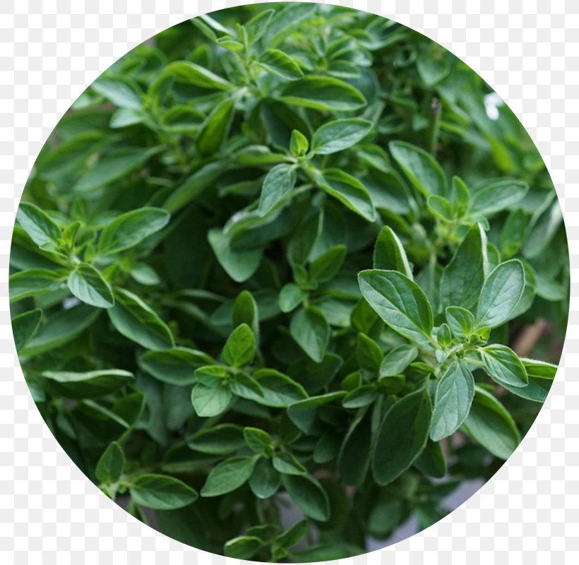 Herb Oregano Plant Juniper Berry Food, PNG, 800x800px, Herb, Anise, Basil, Food, Garden Download Free