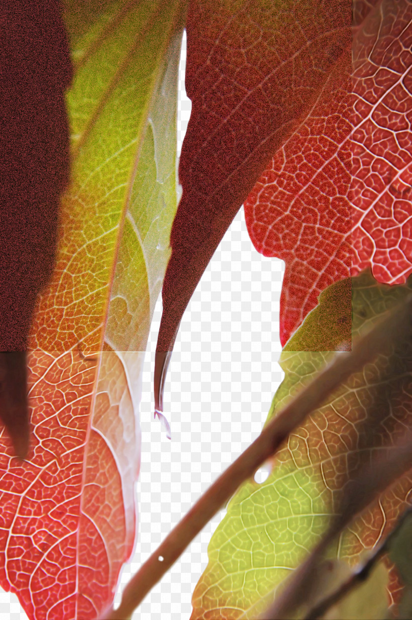 Leaf Plant Stem Flora Close-up Plants, PNG, 1200x1807px, Leaf, Biology, Closeup, Flora, Plant Stem Download Free