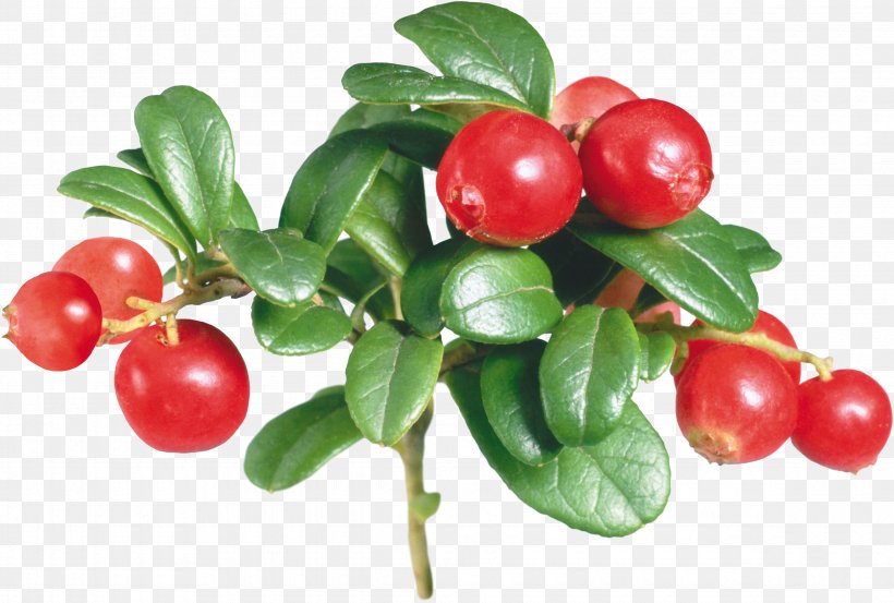 Lingonberry Berries Fruit European Blueberry Extract, PNG, 4700x3175px, Lingonberry, Acerola, Acerola Family, Arctostaphylos, Arctostaphylos Uva Ursi Download Free