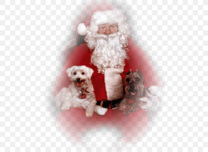 Santa Claus Christmas Ornament Dog Breed Saint Nicholas Day, PNG, 480x600px, Santa Claus, Carnivoran, Christmas, Christmas Ornament, Companion Dog Download Free