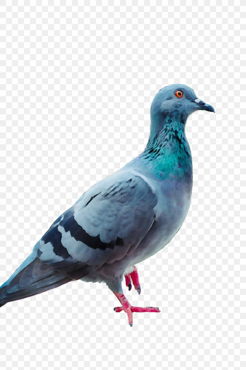 Columbidae Stock Dove Homing Pigeon Birds Racing Homer, PNG, 1200x1800px, Watercolor, Beak, Birds, Blue Pigeon, Columbidae Download Free