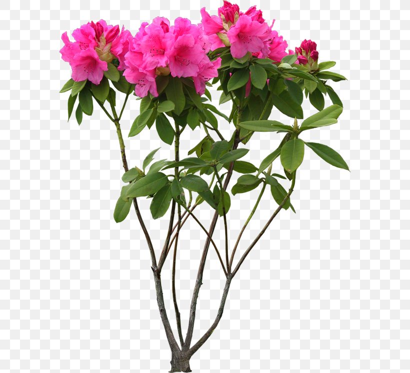 Cut Flowers Plant Flowerpot, PNG, 585x747px, Flower, Azalea, Branch, Cut Flowers, Floral Design Download Free