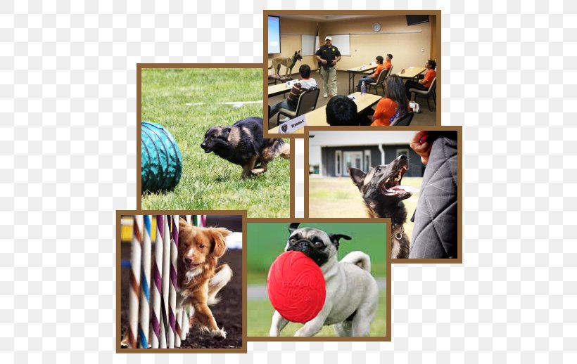 Dog Breed Die Geheimnisse Der Guten Mops-Erziehung: Tipps Und Tricks Bei Auswahl, Haltung Und Erziehung Snout, PNG, 517x518px, Dog Breed, Breed, Collage, Dog, Dog Like Mammal Download Free