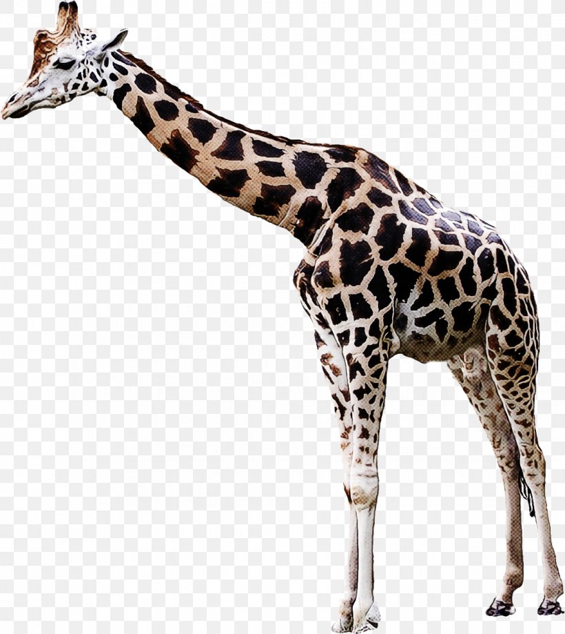 Giraffe Giraffidae Wildlife Animal Figure Snout, PNG, 1134x1272px, Giraffe, Adaptation, Animal Figure, Giraffidae, Neck Download Free