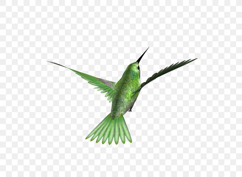 Hummingbird Kingfisher Beak Feather, PNG, 600x600px, Hummingbird, Animal, Beak, Bird, Blackcapped Kingfisher Download Free