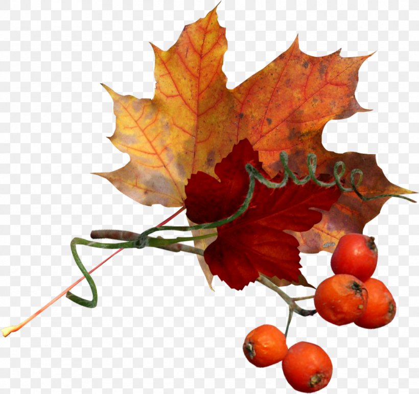 Autumn Idea Pinnwand Clip Art, PNG, 1088x1024px, Watercolor, Cartoon, Flower, Frame, Heart Download Free
